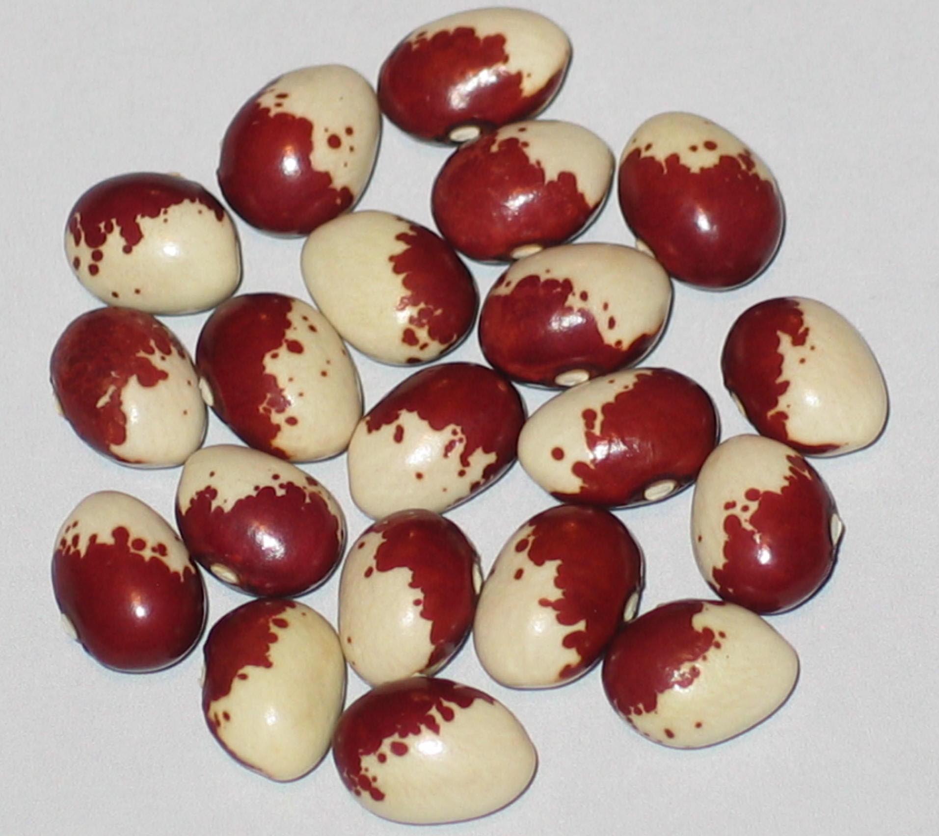image of Witzenhausen Red beans