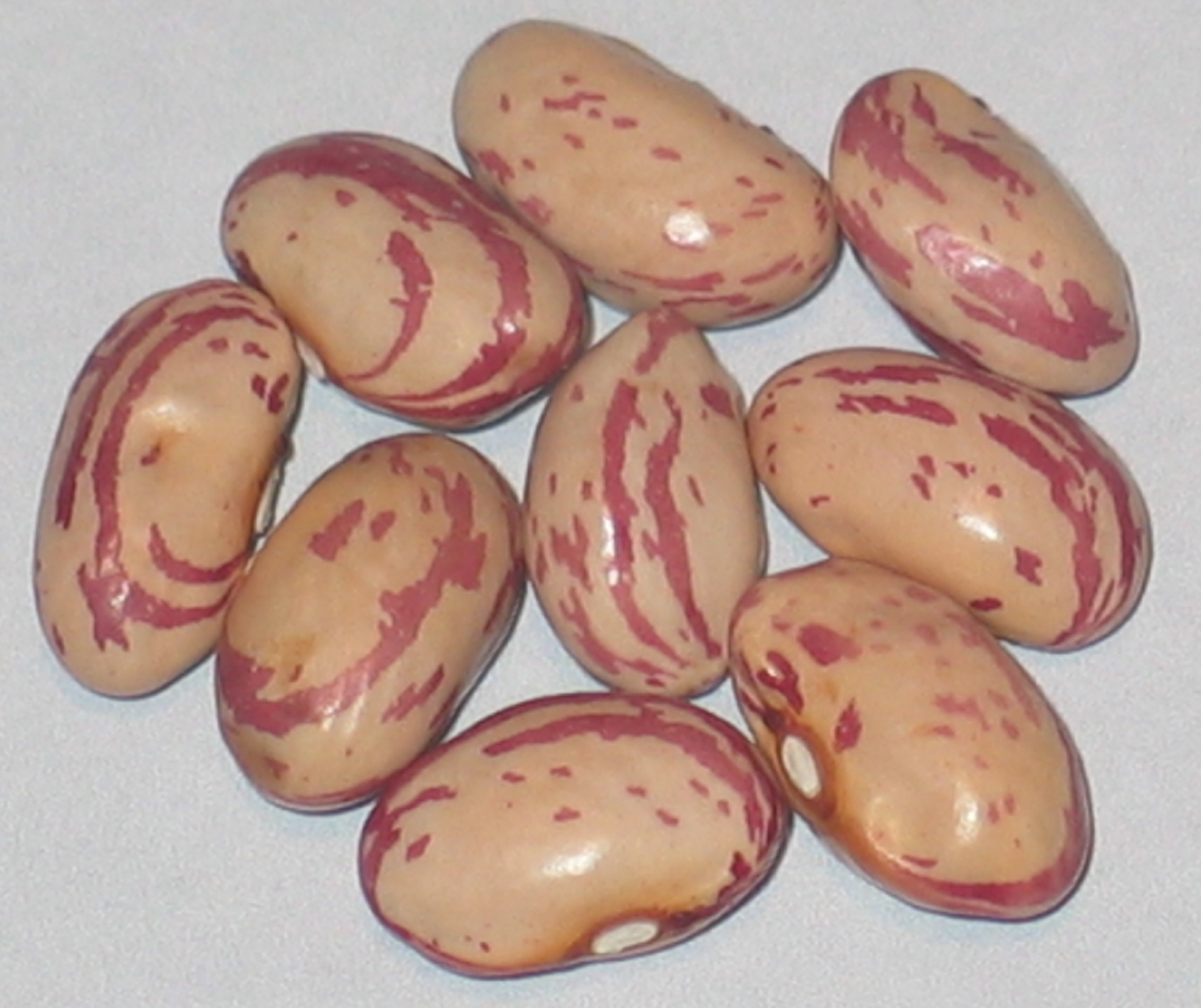 image of Wren's Egg beans