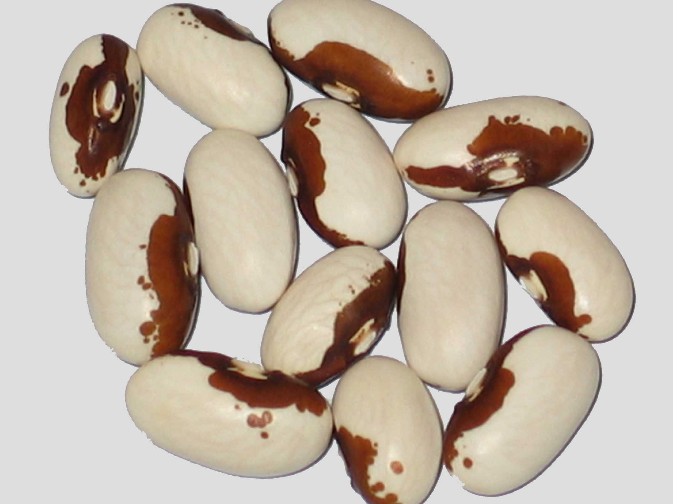 image of Yellow Soldier beans