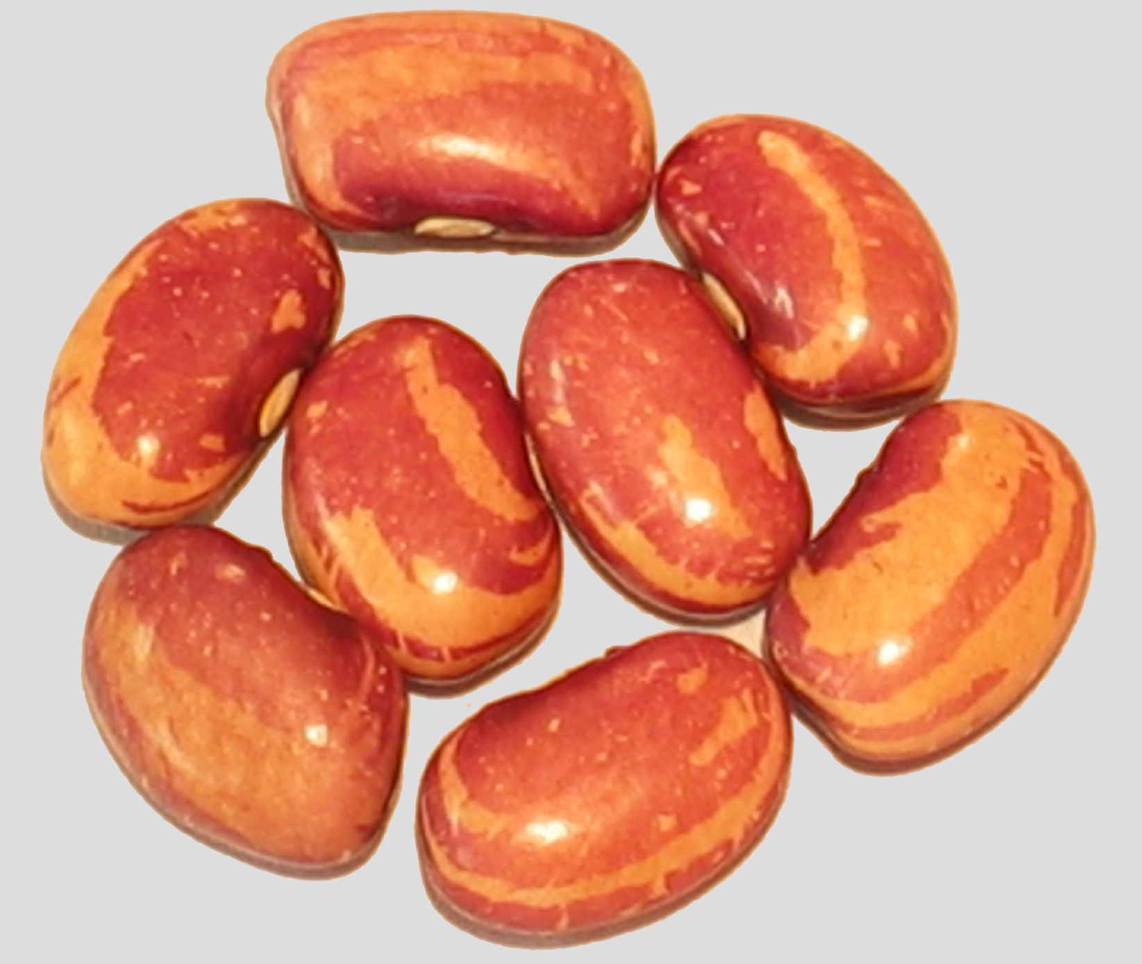 image of Yoeme Pastel Eye beans