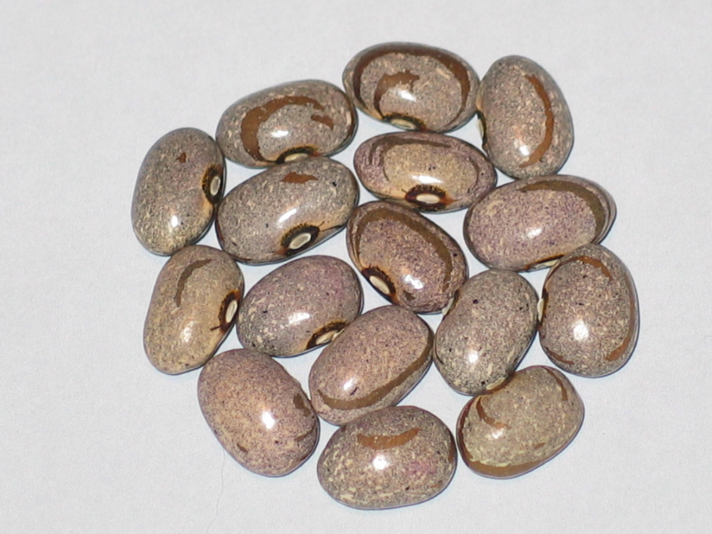 image of Zebra beans