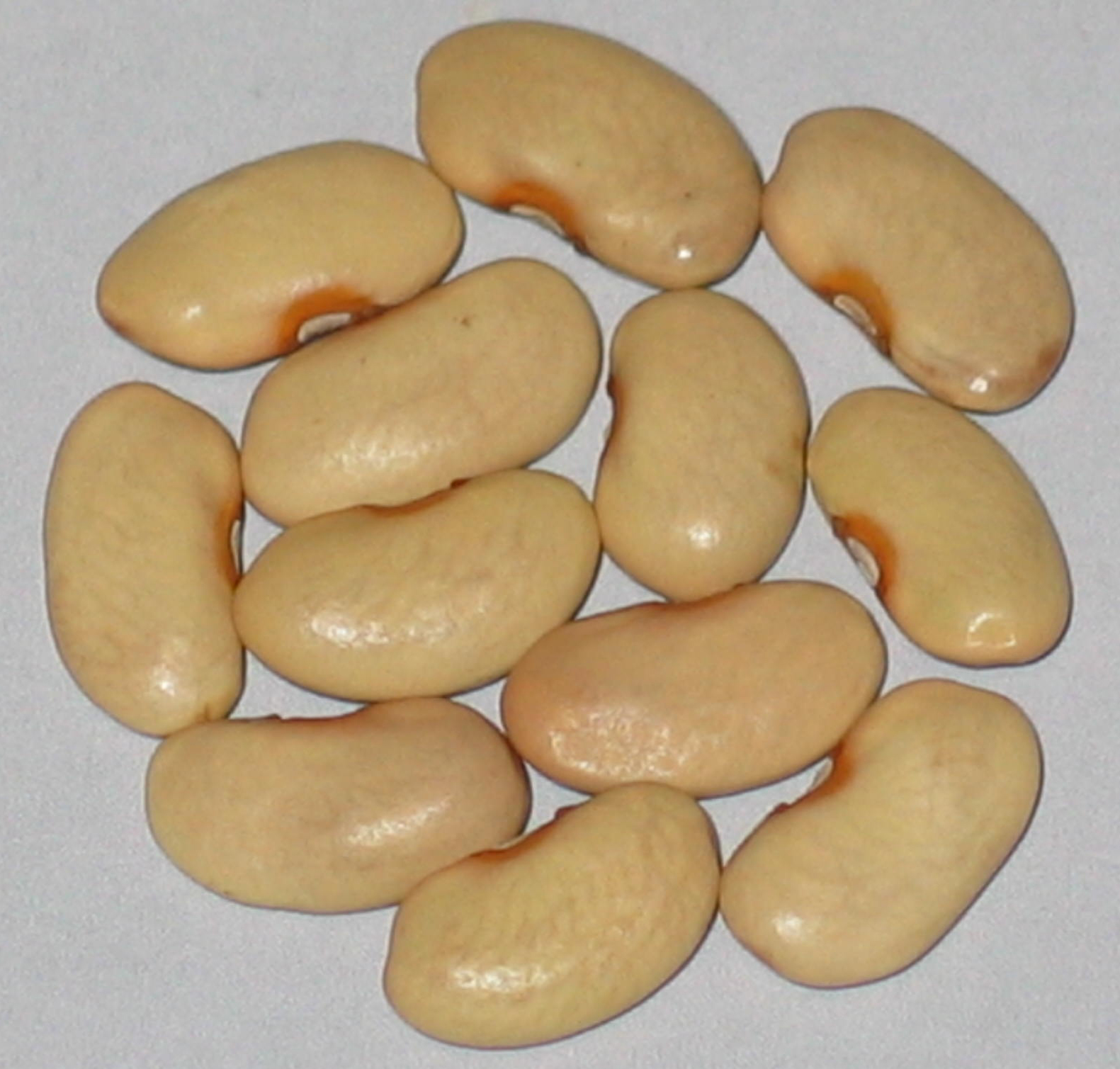 image of Zugdidi Flat Cake beans